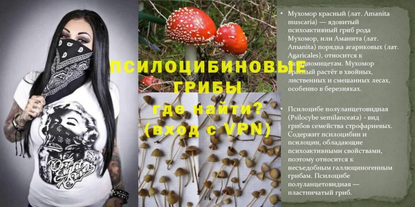 PSILOCYBIN Богородицк